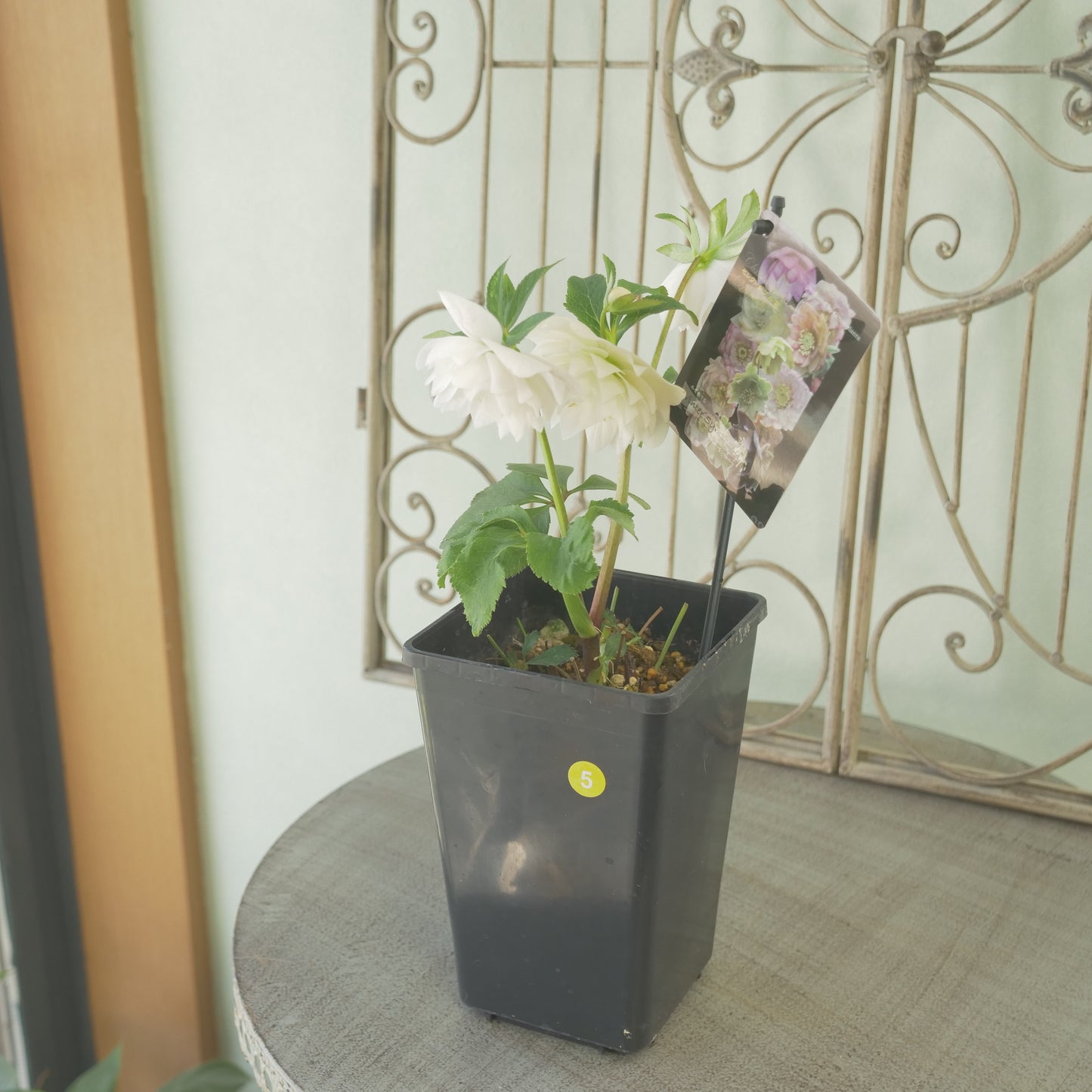 堀切園さん育種 クリスマスローズ【ウィンターシンフォニー】⑤