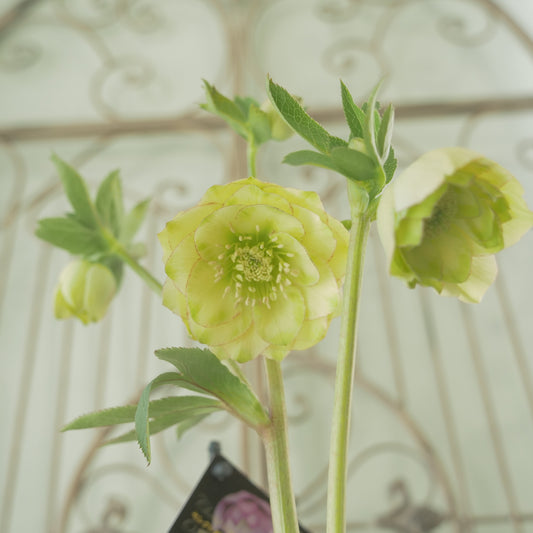 堀切園さん育種 クリスマスローズ【ウィンターシンフォニー】⑥