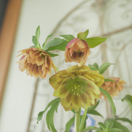 堀切園さん育種 クリスマスローズ【ウィンターシンフォニー】⑦