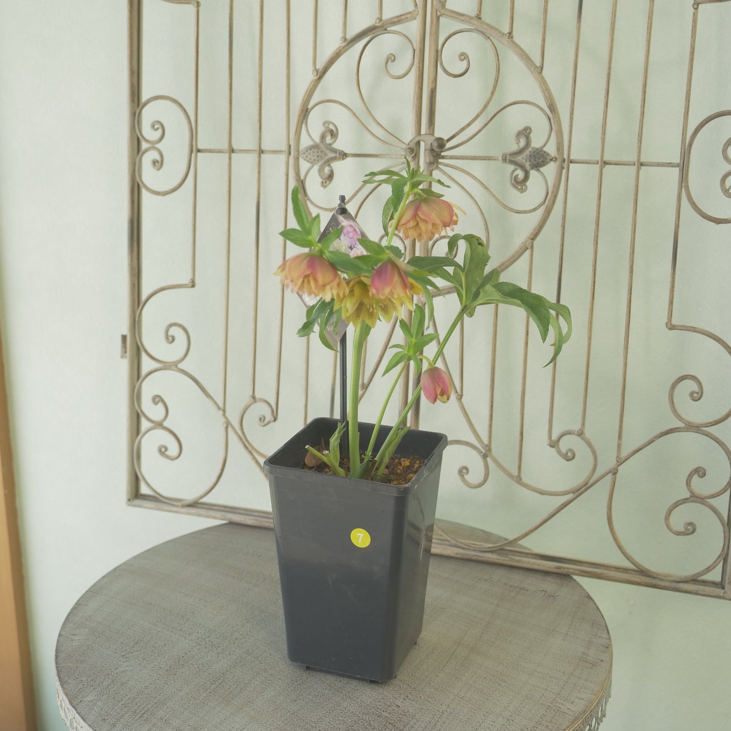 堀切園さん育種 クリスマスローズ【ウィンターシンフォニー】⑦