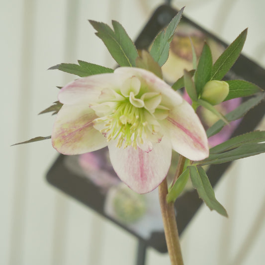 堀切園さん育種 クリスマスローズ【ウィンターシンフォニー】⑨