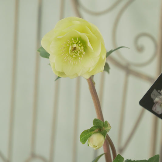 堀切園さん育種 クリスマスローズ【ウィンターシンフォニー】⑩