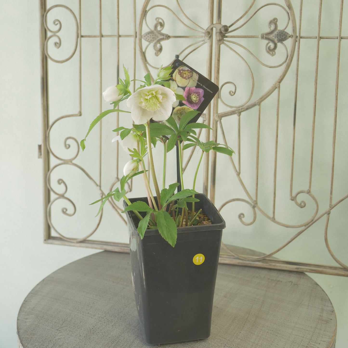 堀切園さん育種 クリスマスローズ【ウィンターシンフォニー】⑪