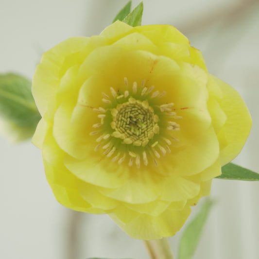 堀切園さん育種 クリスマスローズ【ウィンターシンフォニー】⑬