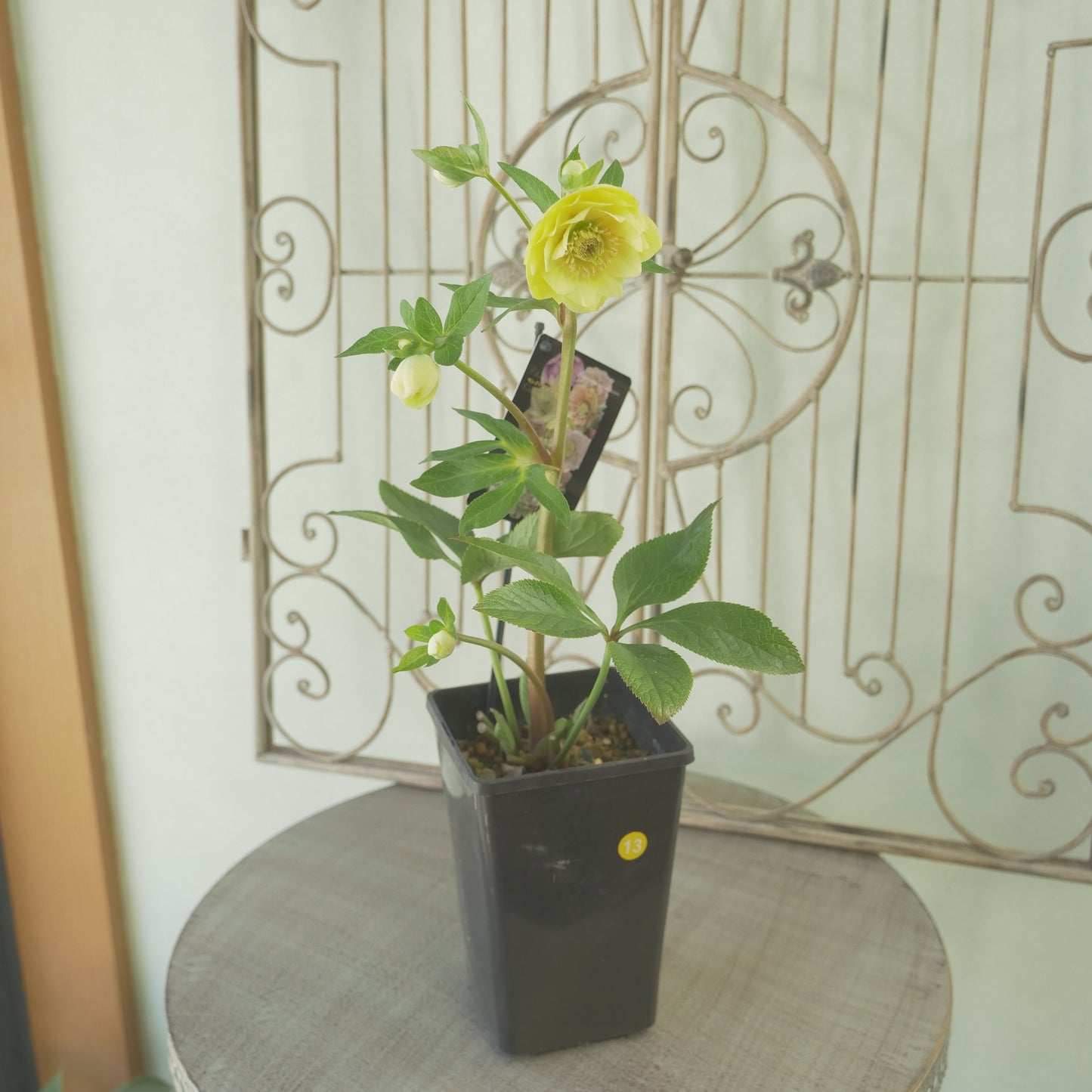 堀切園さん育種 クリスマスローズ【ウィンターシンフォニー】⑬