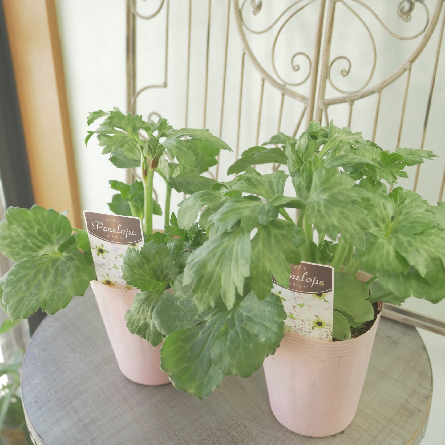 綾園芸さんオリジナル ラナンキュラスラックス【ペネロペ】 新品種! 開花見込み