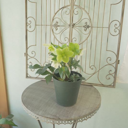 ハイブリッドクリスマスローズ【アイスブレーカーマキシー】