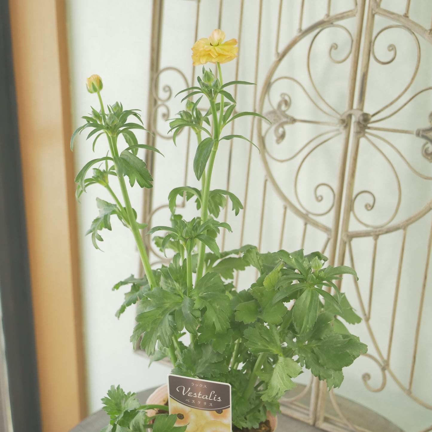 綾園芸さんオリジナル ラナンキュラスラックス【ベスタリス】 4寸花付きポット