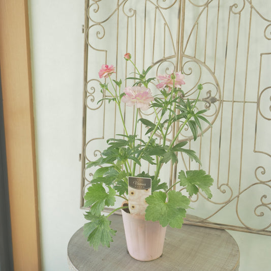 綾園芸さんオリジナル ラナンキュラスラックス【ヴィーナス】 4寸花付きポット