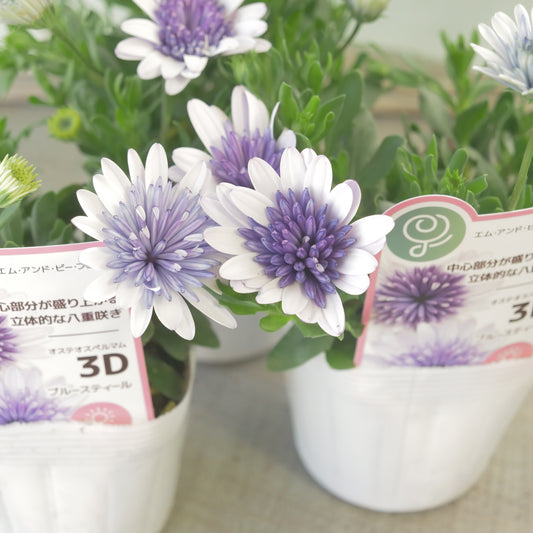 オステオスペルマム 3D 【スチールブルー】