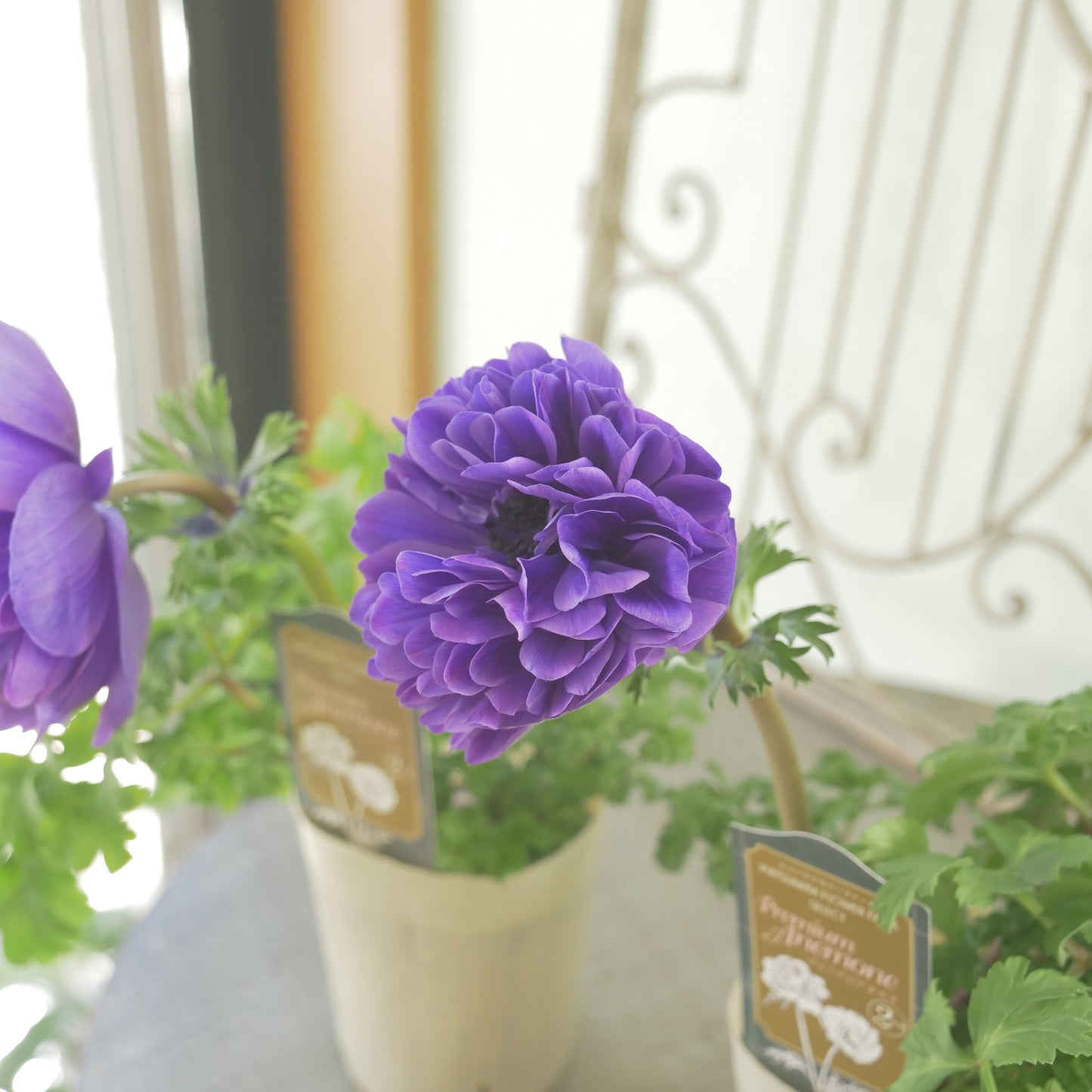 マツバラフラワーファームさん生産【アネモネ ポルトダブル】ブルー