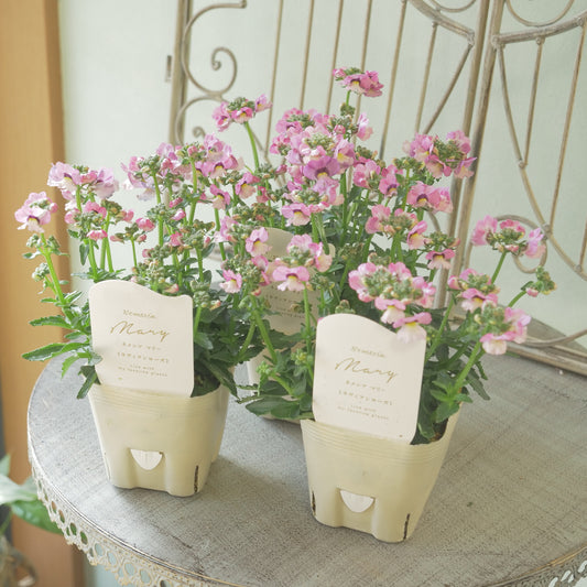 花芳さんのオリジナルネメシア【ラヴィアンローズ】寄せ植えに使いやすい、2株仕立て