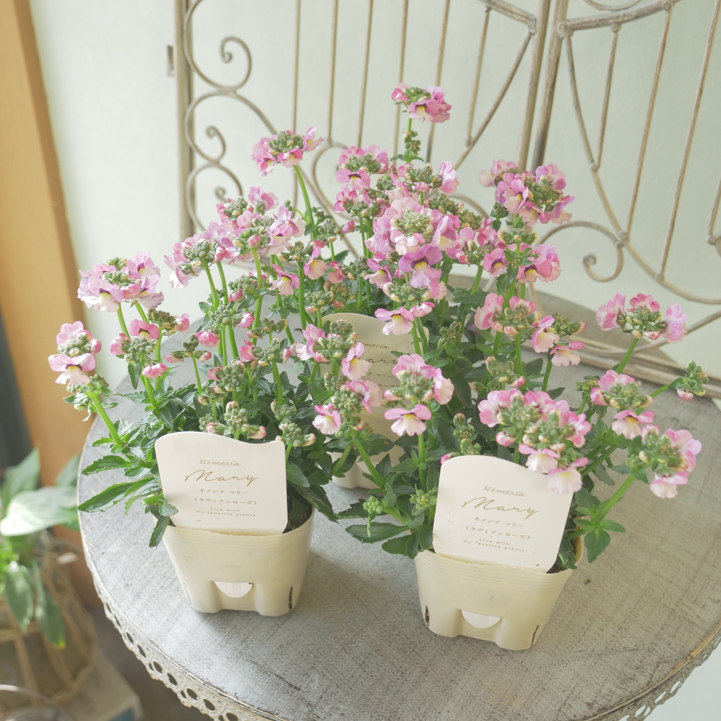 花芳さんのオリジナルネメシア【ラヴィアンローズ】寄せ植えに使いやすい、2株仕立て