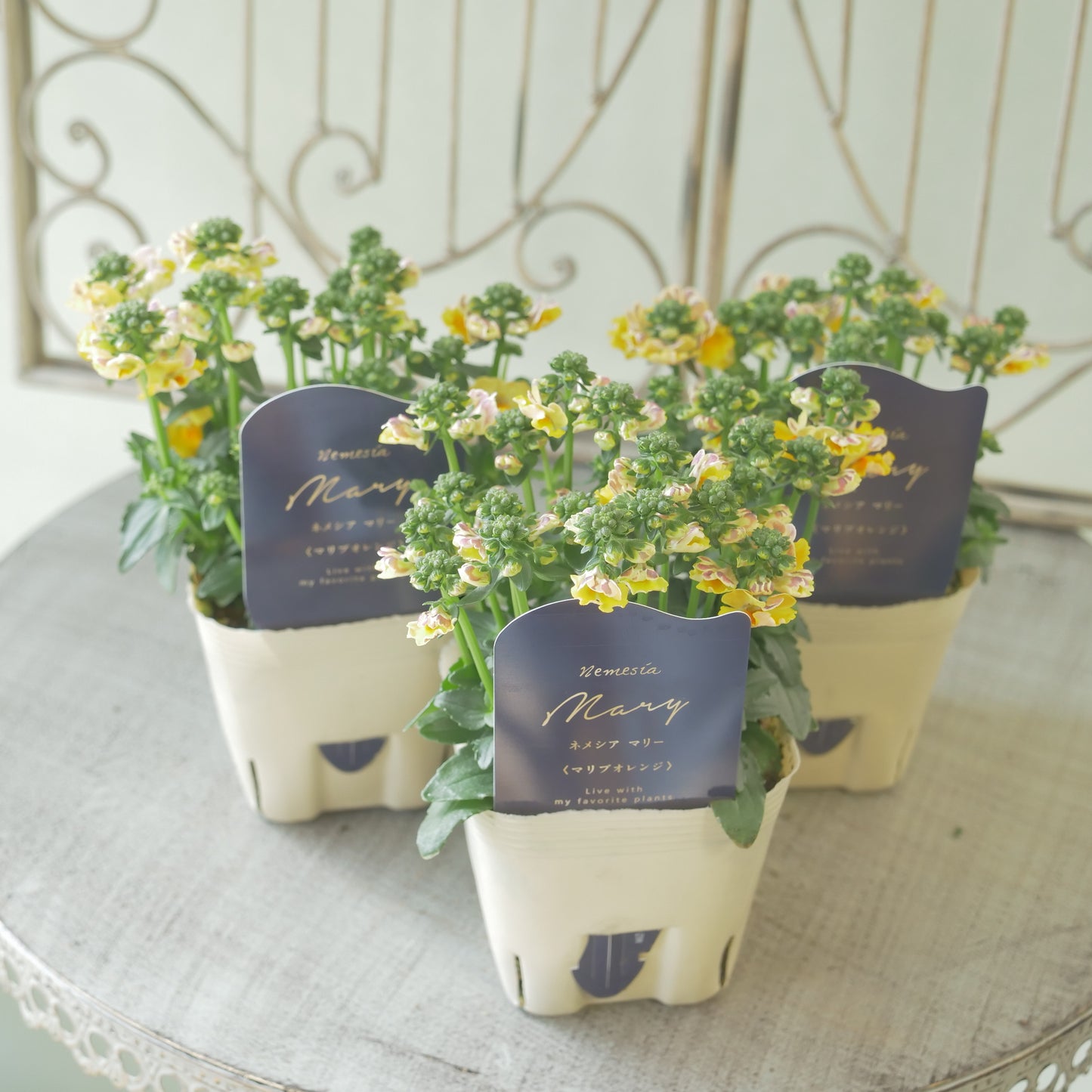 花芳さんのオリジナルネメシア【マリブオレンジ】寄せ植えに使いやすい、2株仕立て
