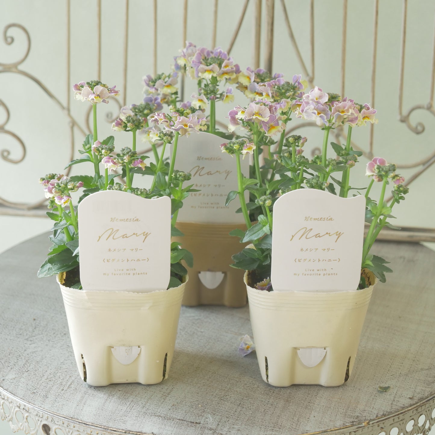 花芳さんのオリジナルネメシア【ピグメントハニー】寄せ植えに使いやすい、2株仕立て