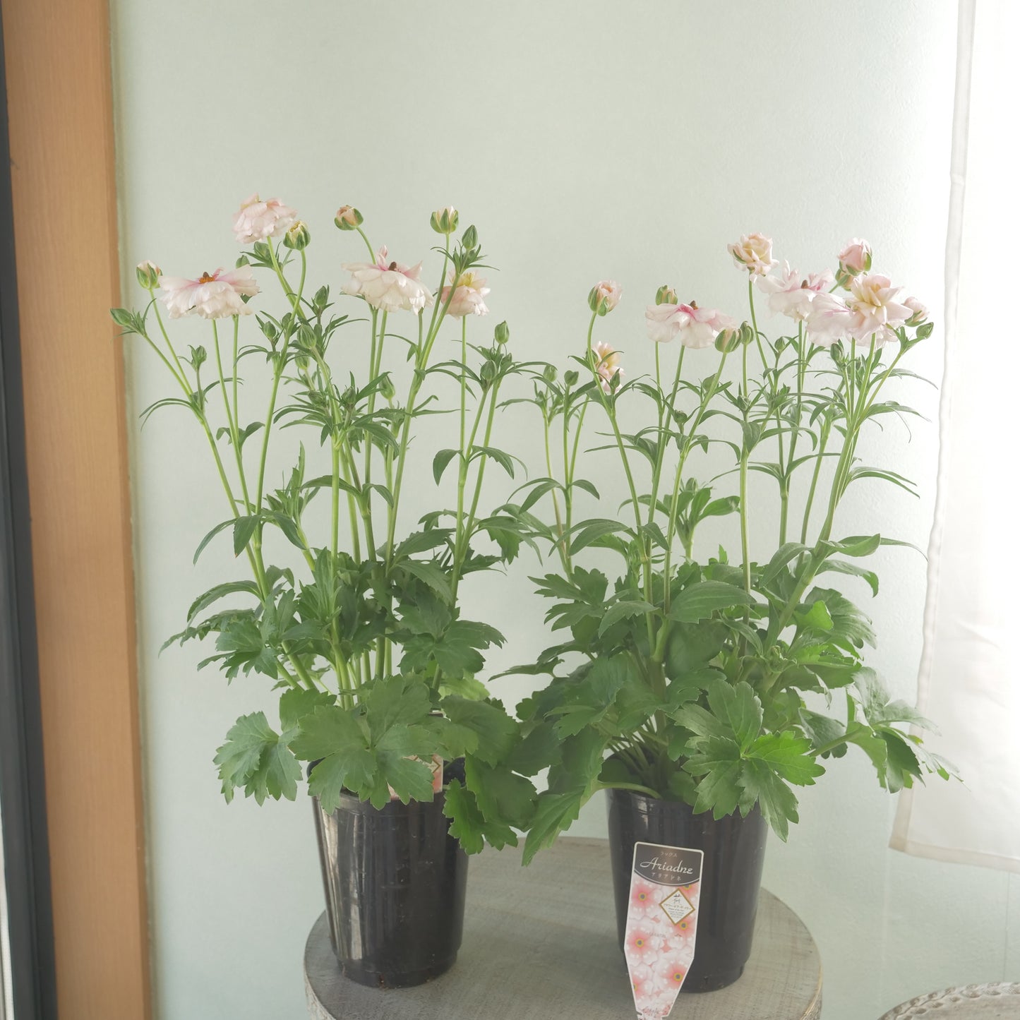 ラナンキュラスラックス【アリアドネ】特大サイズ6号