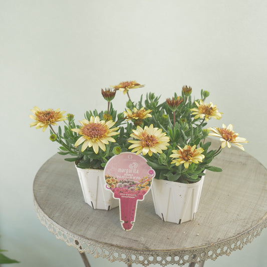 花越セレクション♪オステオスペルマム マルガリータ ダブルイエロー