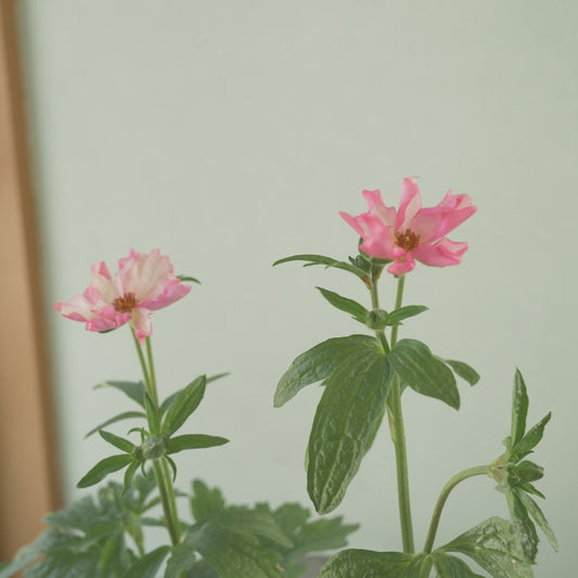 綾園芸さんオリジナル ラナンキュラスラックス【イーシス】