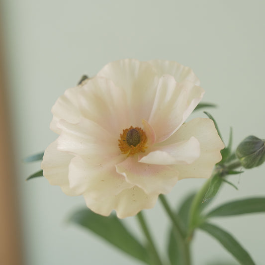 綾園芸さんオリジナル ラナンキュラスラックス【ケラモス】