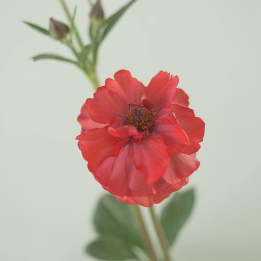 綾園芸さんオリジナル ラナンキュラスラックス【メリッサ】