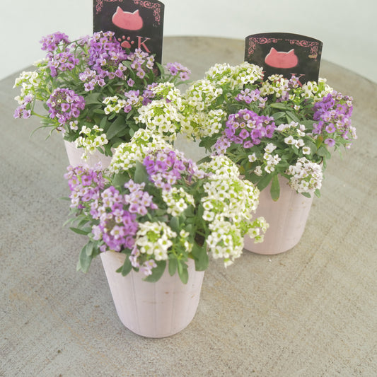 アリッサム パープル×ホワイト