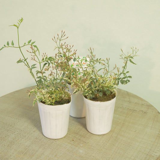 松原園芸さん生産。ハゴロモジャスミン ミルキーウェイ