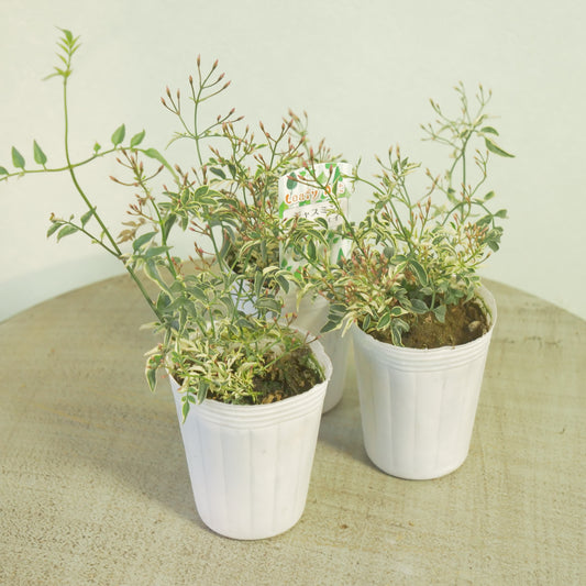 松原園芸さん生産。ハゴロモジャスミン ミルキーウェイ