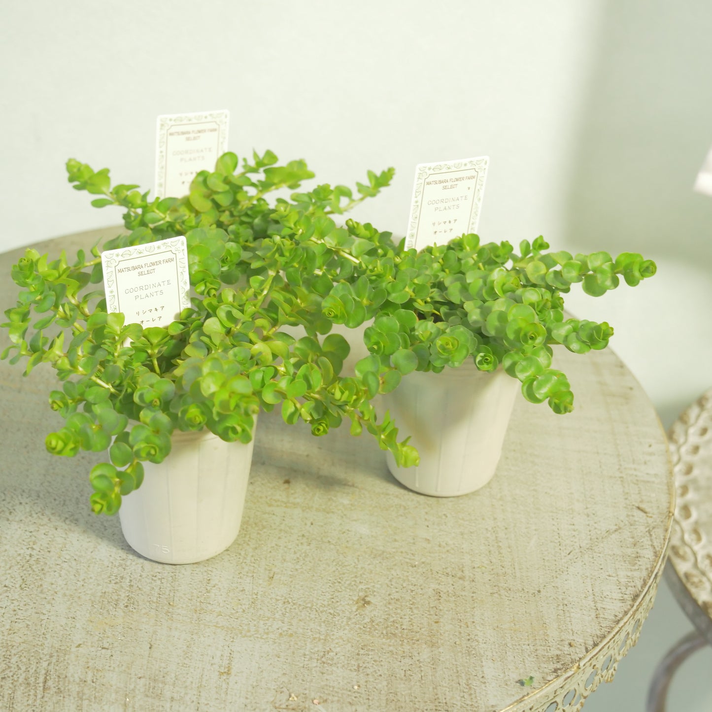 リシマキア オーレア 寄せ植えに使いやすい2.5寸