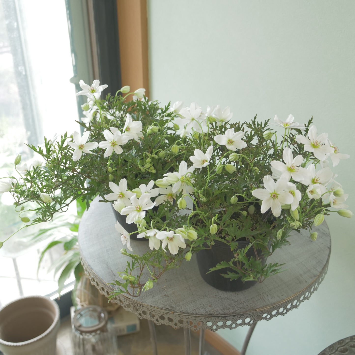 数本植えの良株 常緑クレマチス【カートマニージョー】4.5寸