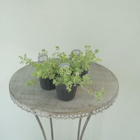 カーペットかすみ草