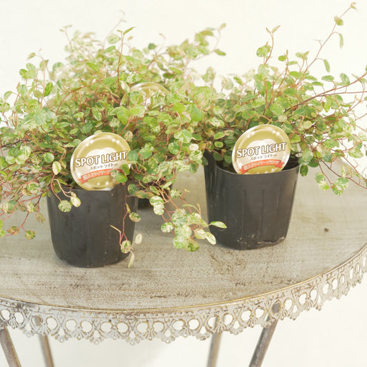 寄せ植えに。ワイヤープランツ スポットライト