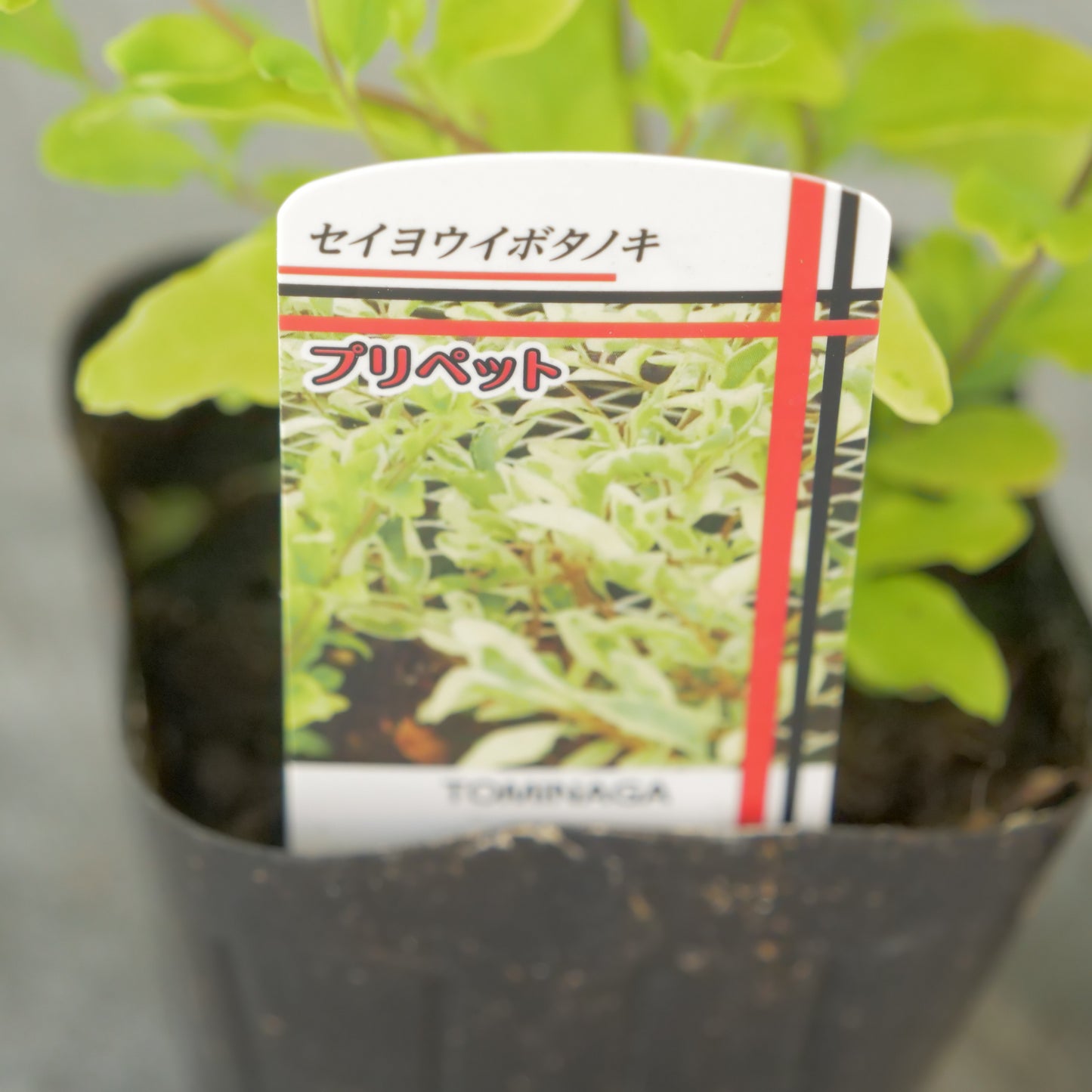 プリペット レモン&ライム これからの季節の寄せ植えに!