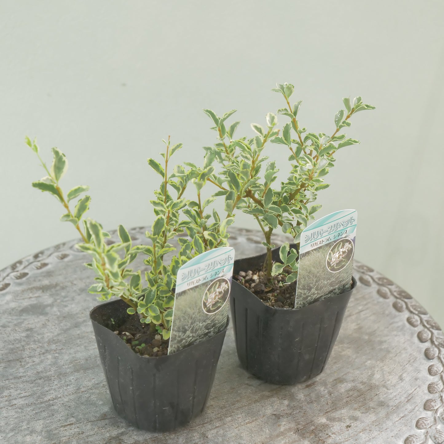 シルバープリペット これからの季節の寄せ植えに!