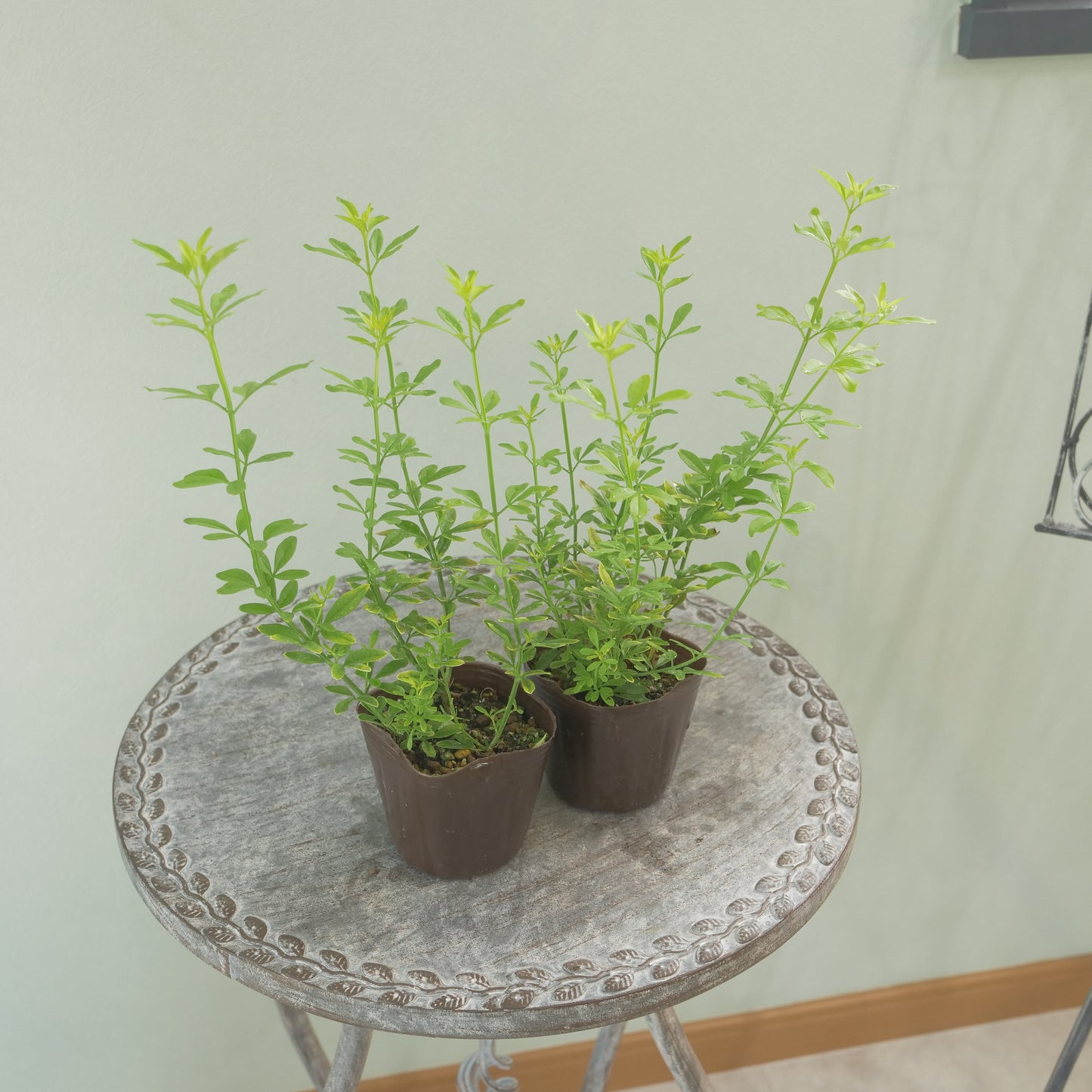 プリムローズジャスミン 2~3株植え
