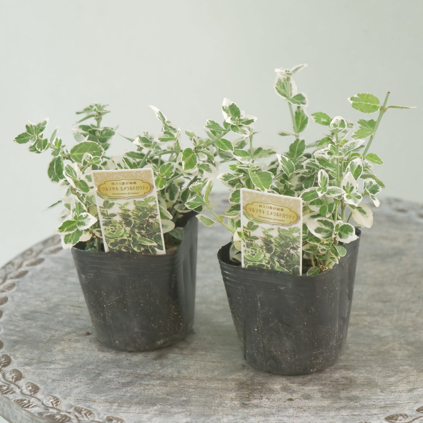 寄せ植えに!強いリーフ。ツルマサキエメラルドガウディ