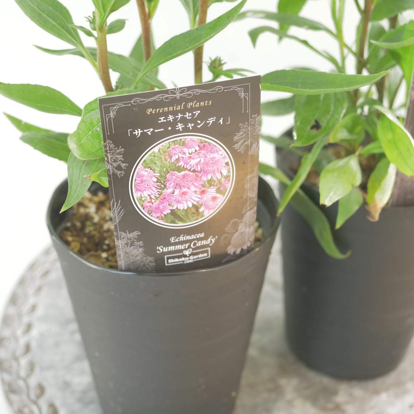 暑さに強い宿根草シリーズ エキナセア【サマーキャンディ】4.5寸ロングポット