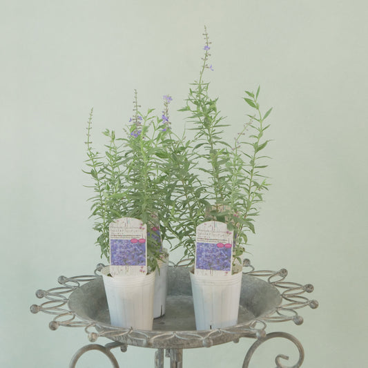 花越セレクション。ペロフスキア コンパクト ブルーゼット(ロシアンセージ) 2株植え