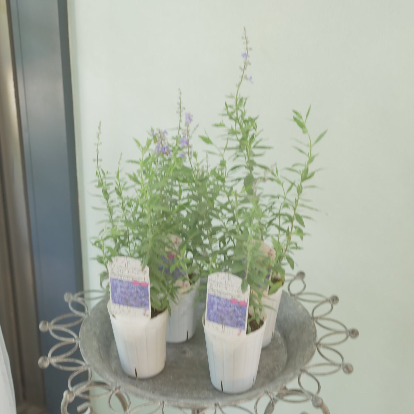 花越セレクション。ペロフスキア コンパクト ブルーゼット(ロシアンセージ) 2株植え
