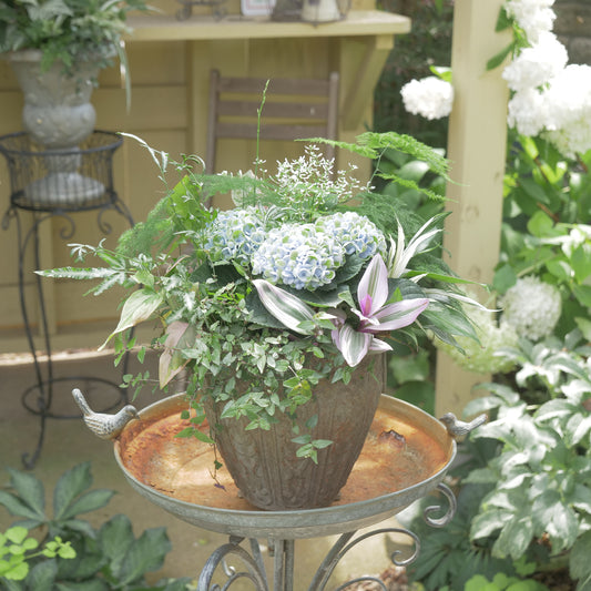 あじさい【マジカルレボリューション】と観葉植物の寄せ植え 長持ちします。