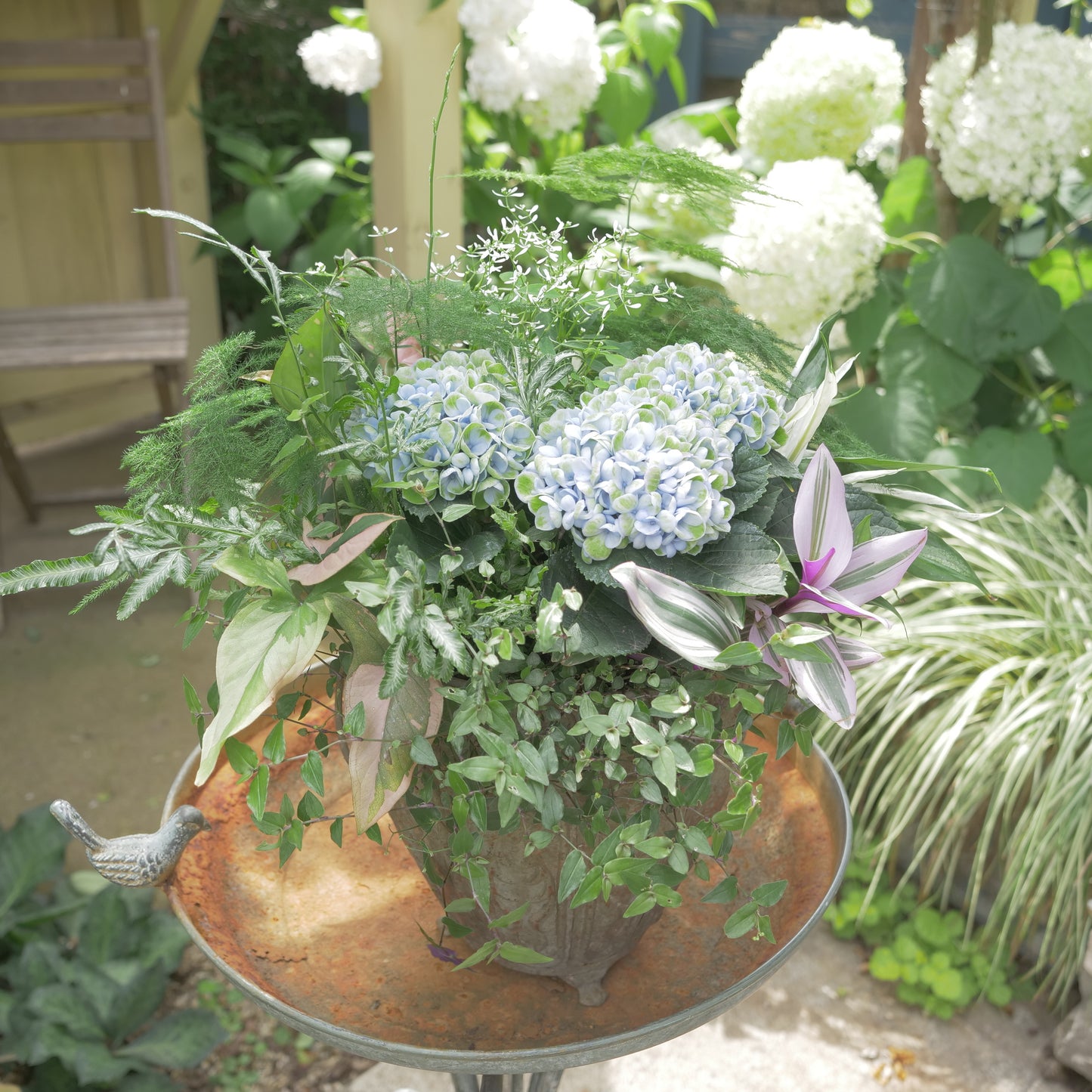 あじさい【マジカルレボリューション】と観葉植物の寄せ植え 長持ちします。