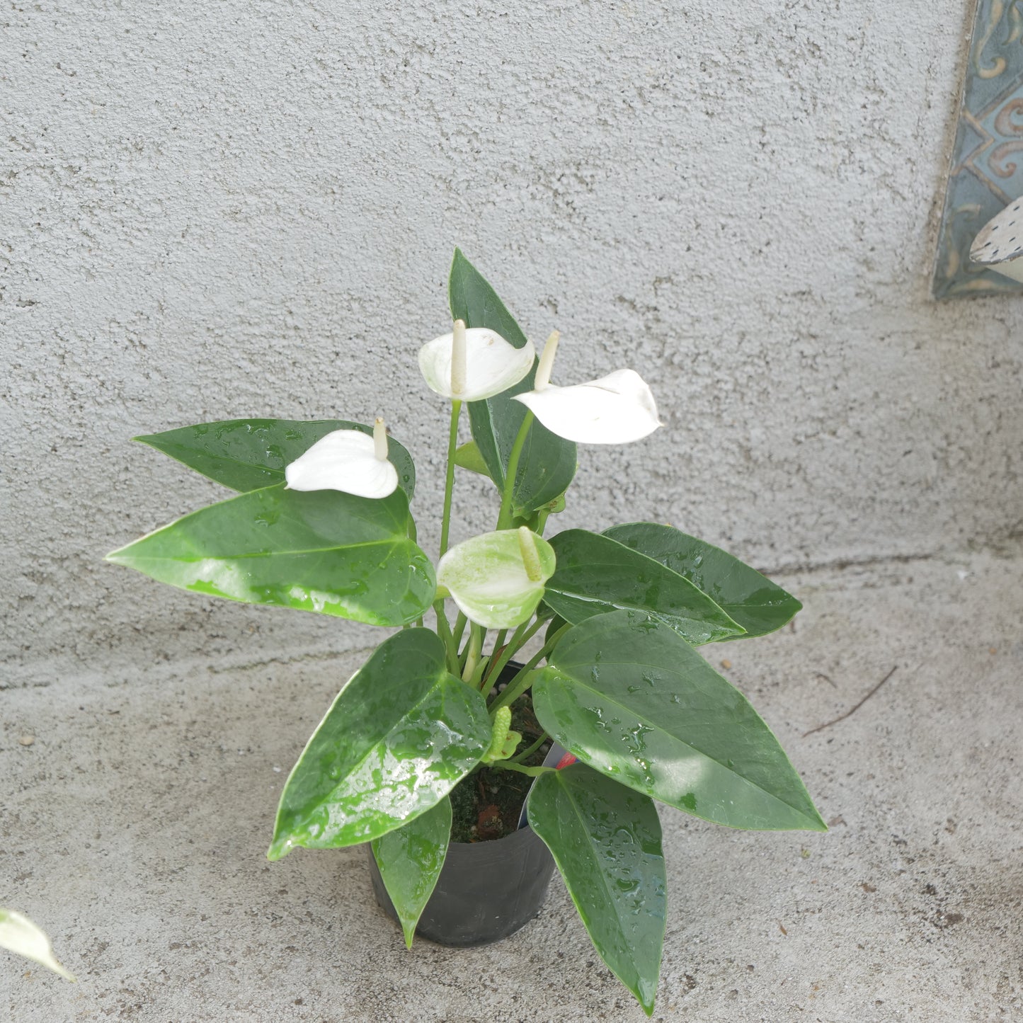 夏、室内で楽しめる。観葉植物の福袋。