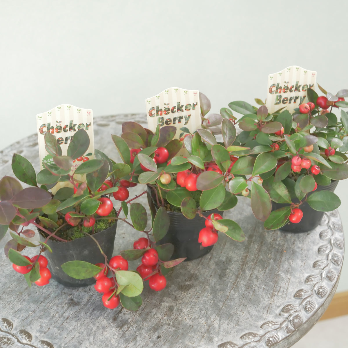 【チェッカーベリー】 2.5寸の寄せ植えに使いやすいサイズ!