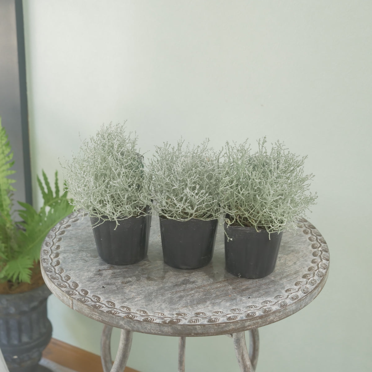 冬の寄せ植えに【プラチーナ】シルバーブッシュ