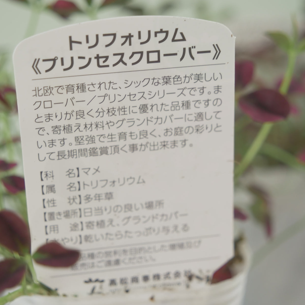 シックな赤!クローバー【イザベラ】 寄せ植えに使いやすい2.5寸
