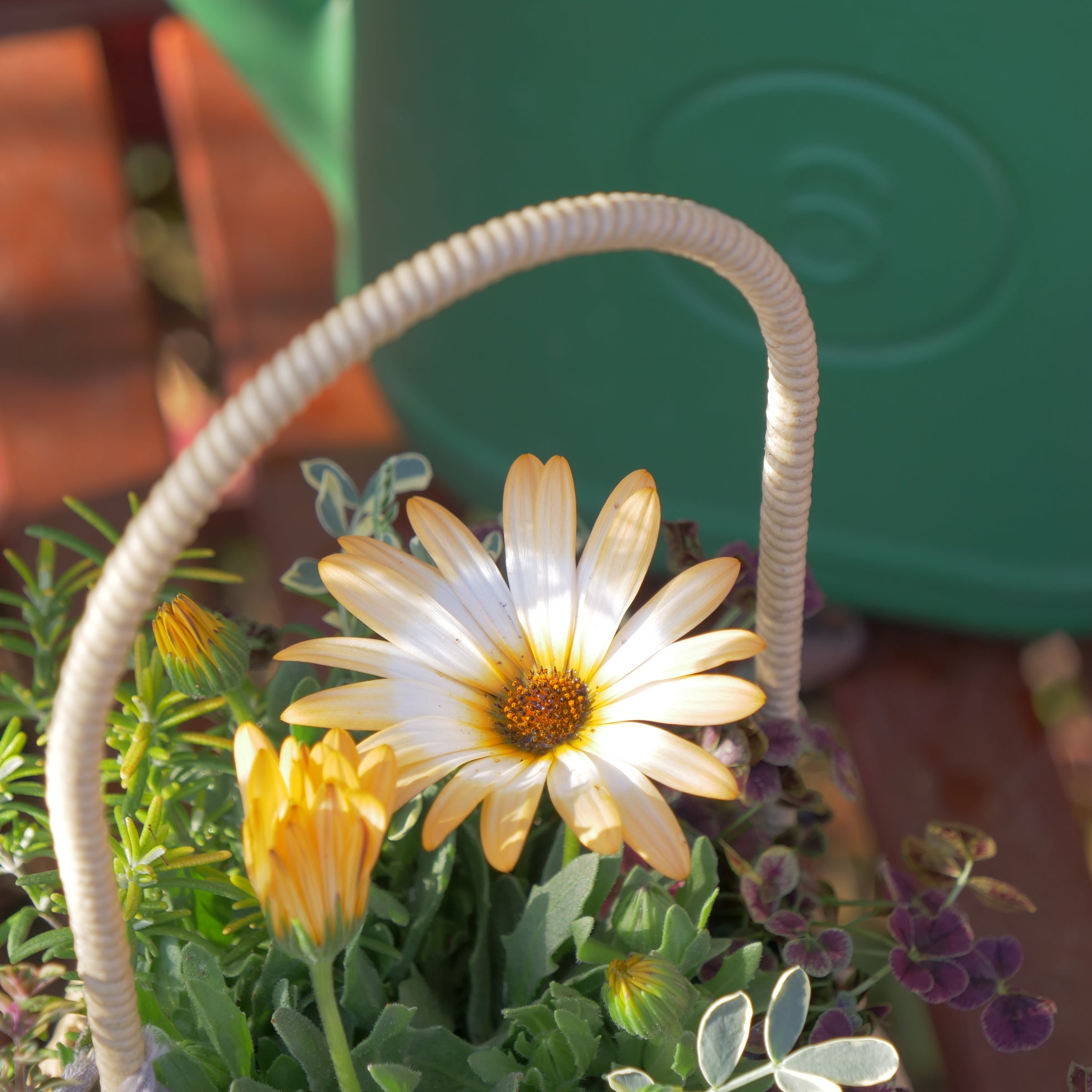 パステリーナを使った寄せ植えを作りました✨ – flower magic