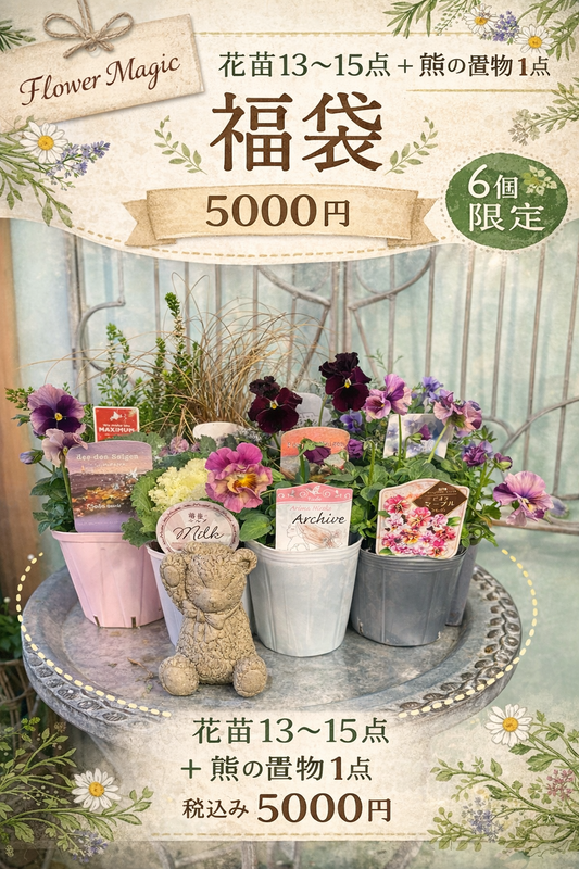 【flowermagicのクリスマス、年末、花苗福袋】花苗13～15＆クマの置物1点入り。ラスト1個