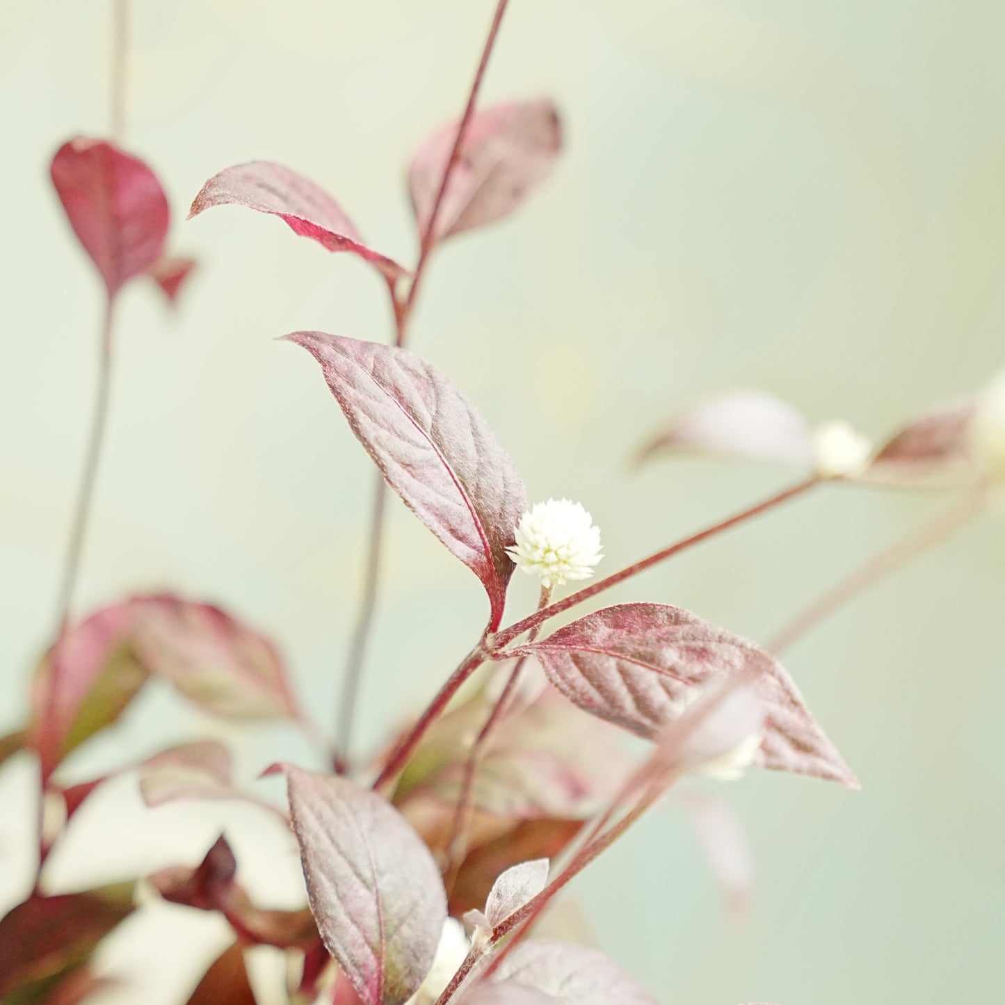 秋から晩秋の寄せ植えに✨アルテルナンテラ　レッドフラッシュ