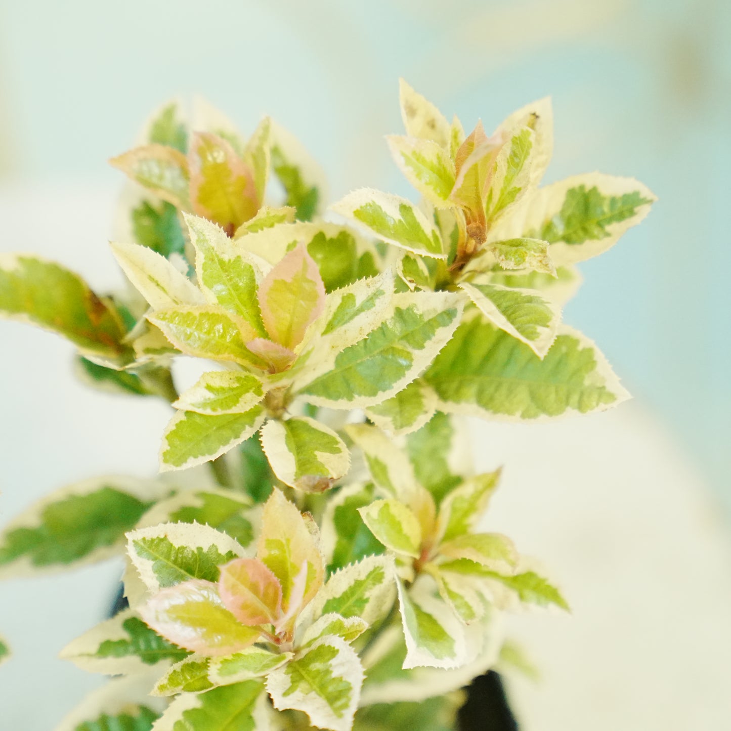 秋冬の寄せ植えに！斑入りヤブコウジ　