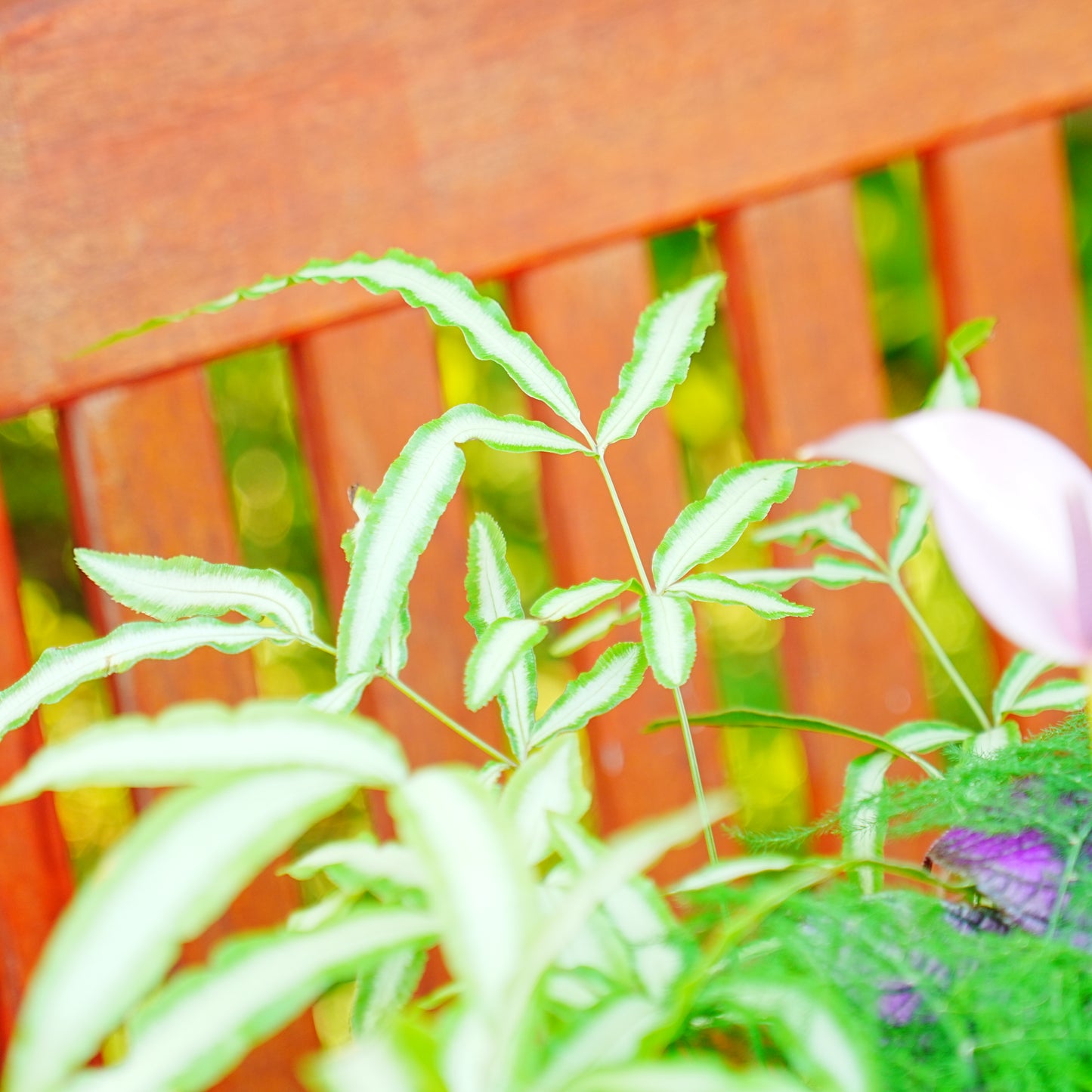 シックな雰囲気の観葉植物の寄せ植え。