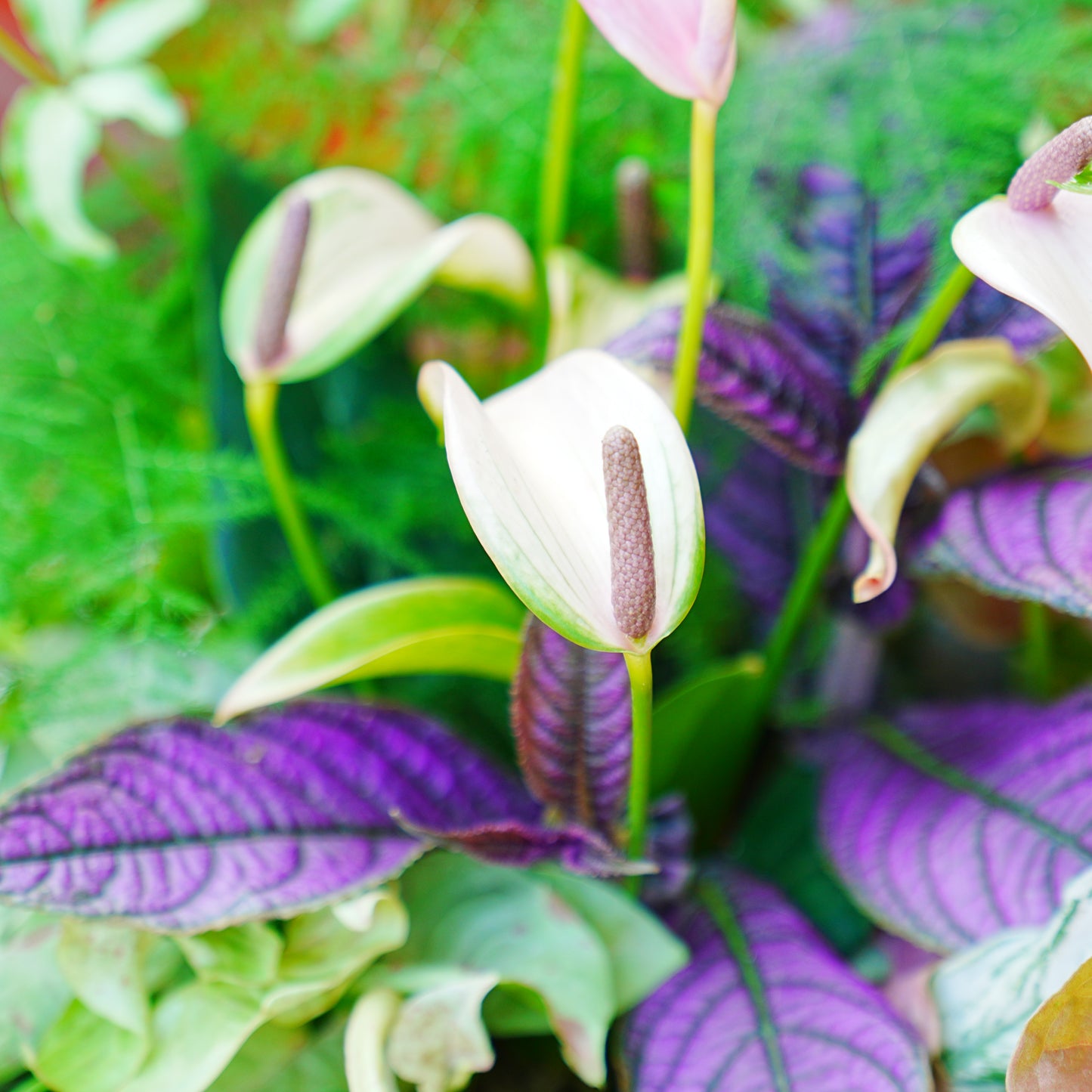 シックな雰囲気の観葉植物の寄せ植え。